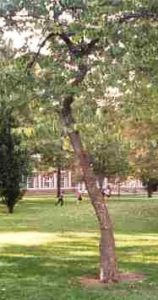 Gum Tree