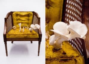 Kate Casanova, 60s Cane Chair & Pearl Oyster Mushrooms, 2011, 60s cane chair, pearl oyster mushrooms, straw