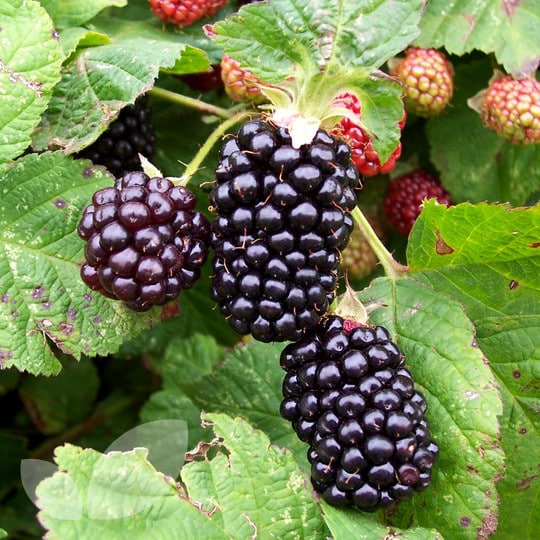 Blackberrysq75