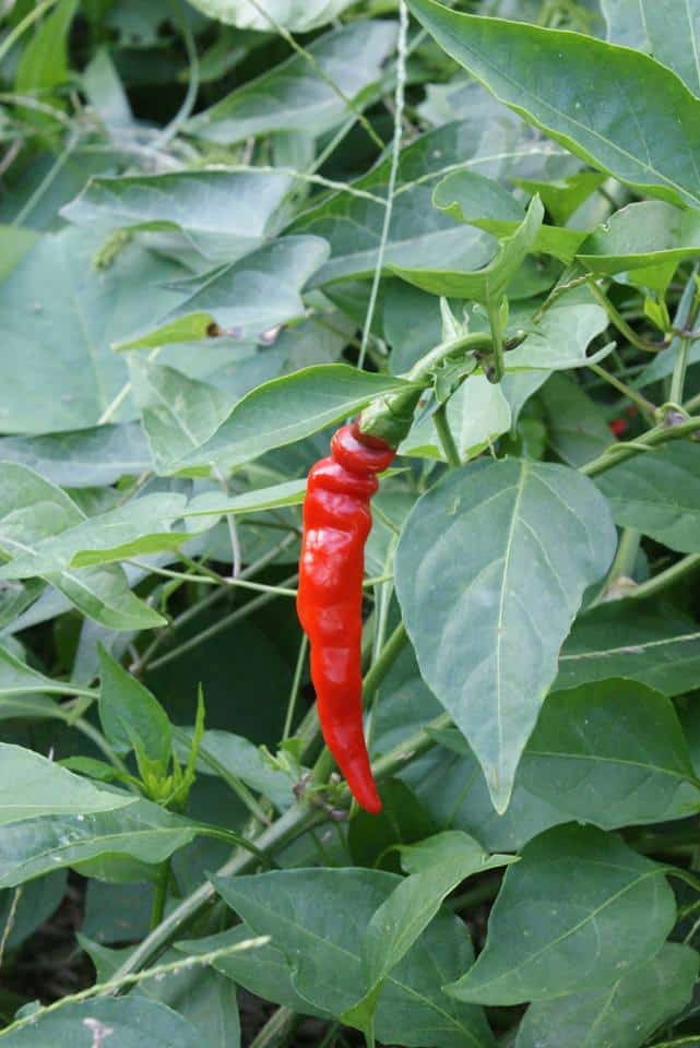 chili