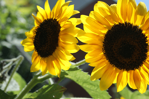 sunflower20