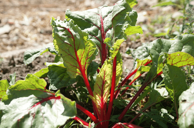 swissChard83