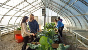 Four students working in a greenhouse