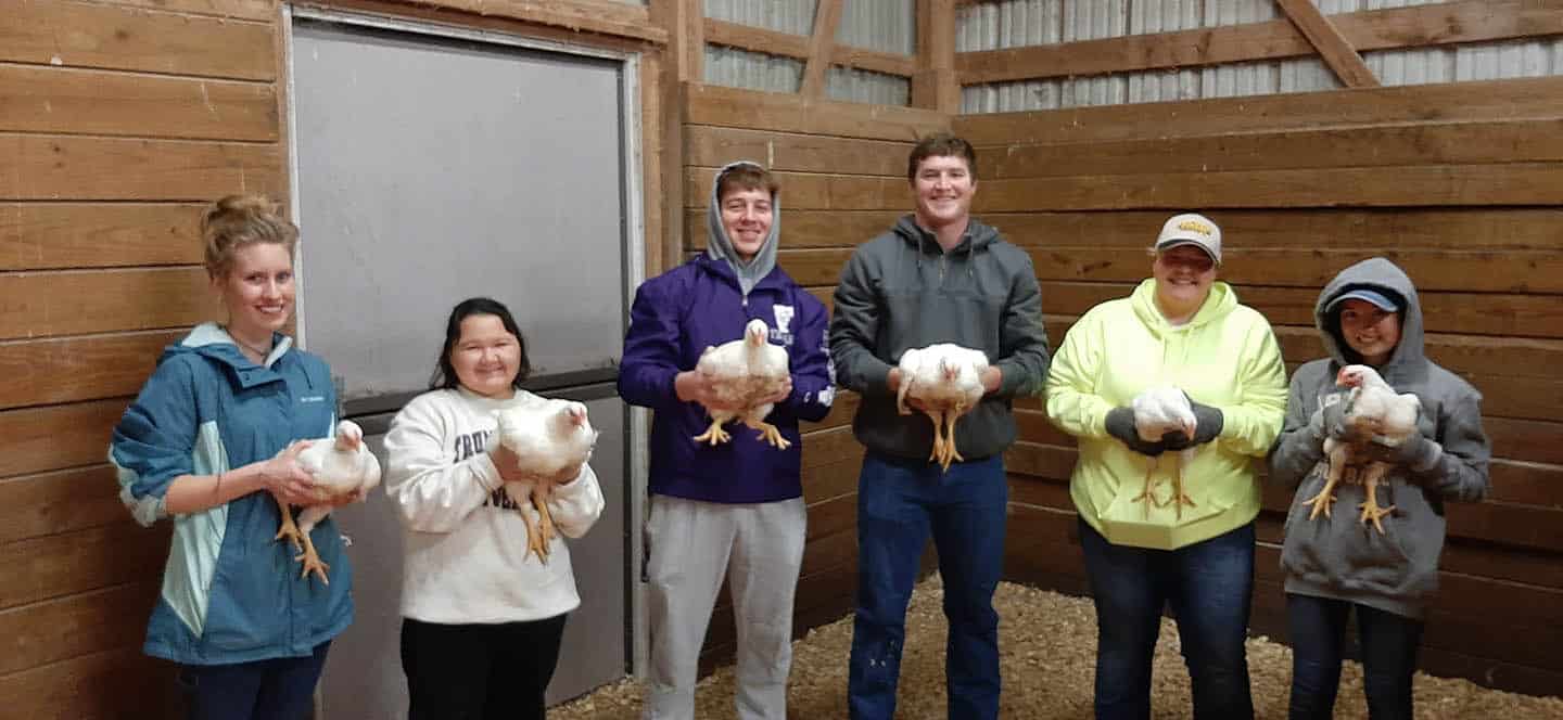 Chickens