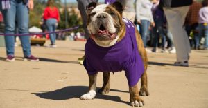 Bulldog
